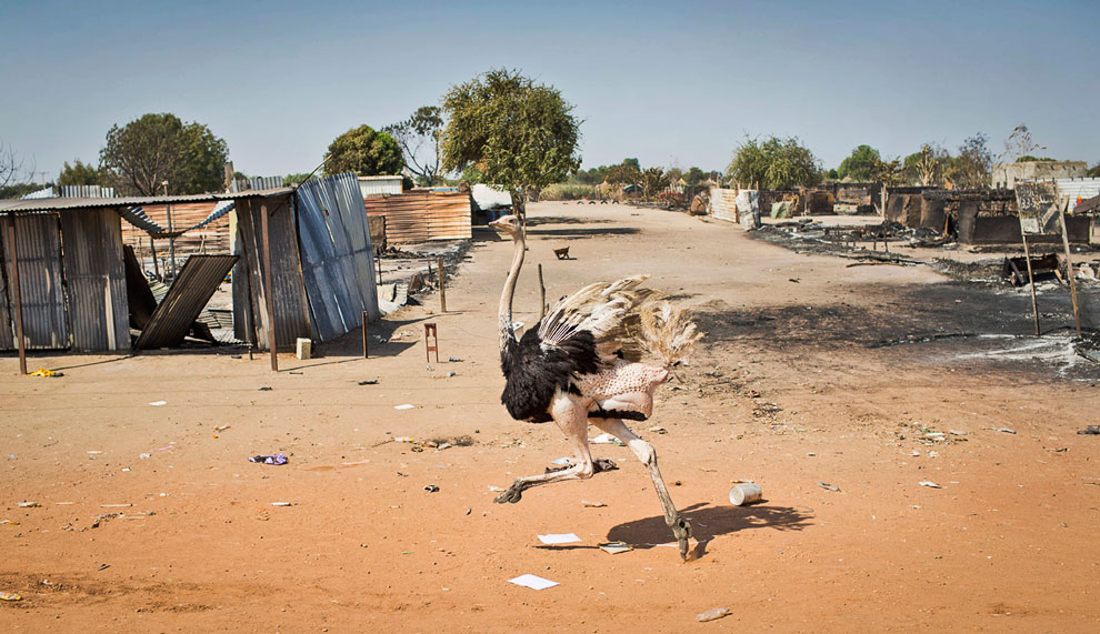 Животные, которые делают новости