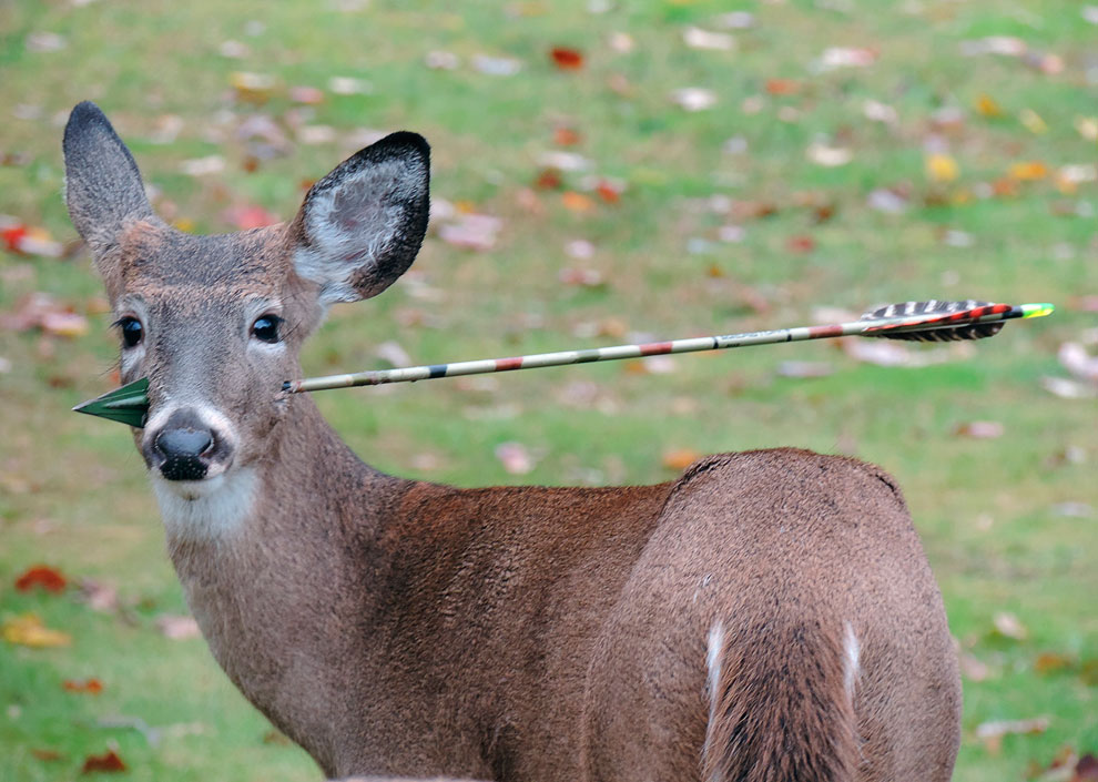 Животные, которые делают новости