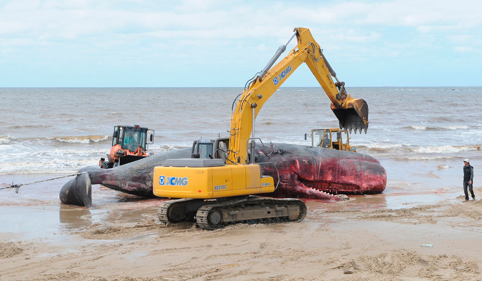 Животные, которые делают новости