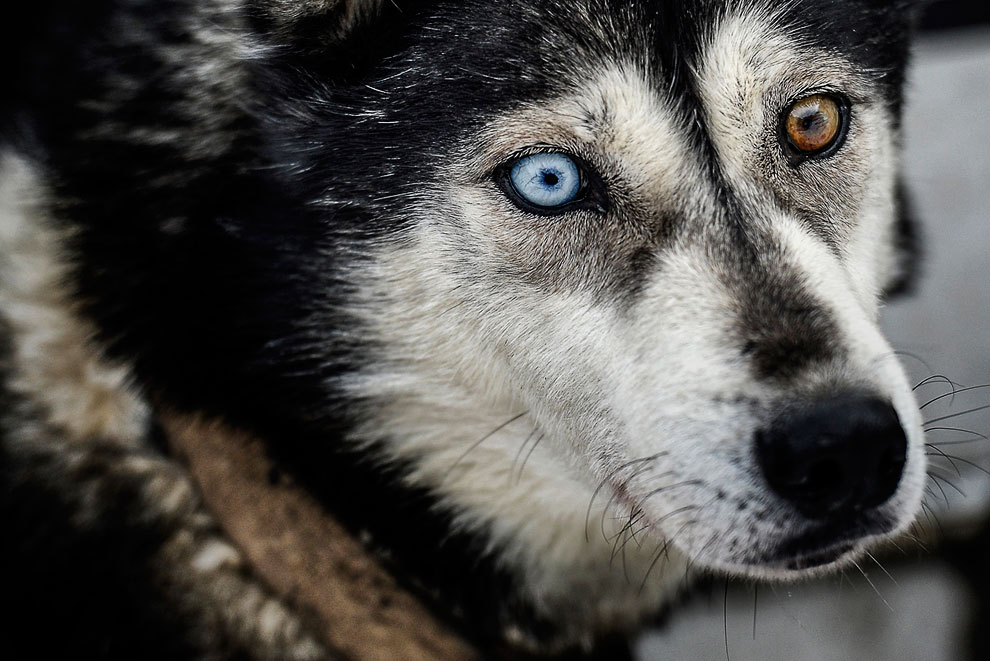 Животные, которые делают новости