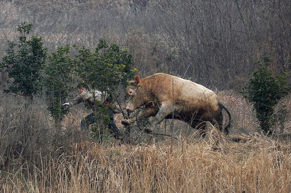 Животные, которые делают новости
