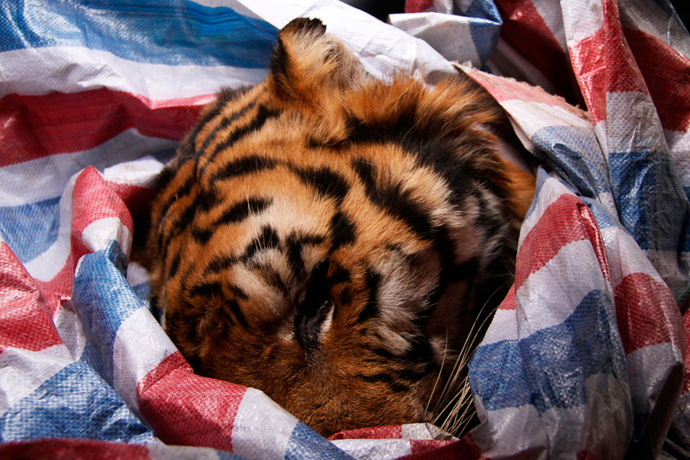 Животные, которые делают новости