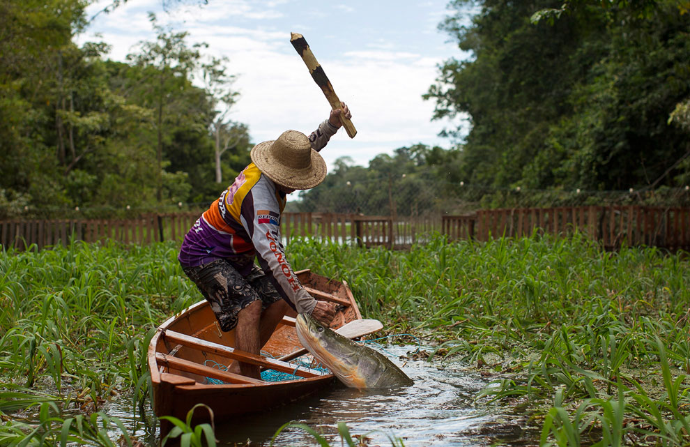 Животные, которые делают новости