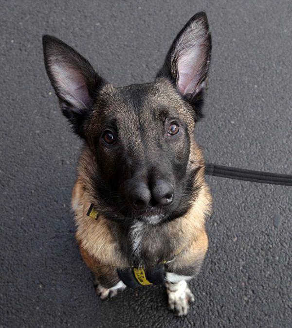 Собака с двумя носами (10 фото)