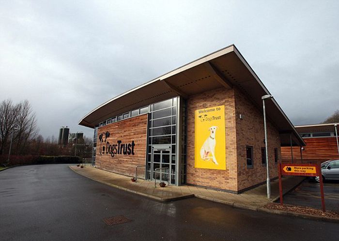 Собака с двумя носами (10 фото)