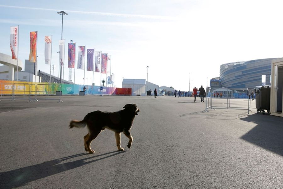 Фотоотчет с Олимпиады в Cочи (76 фото)