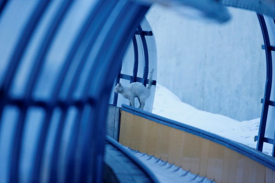 Фотоотчет с Олимпиады в Cочи (76 фото)