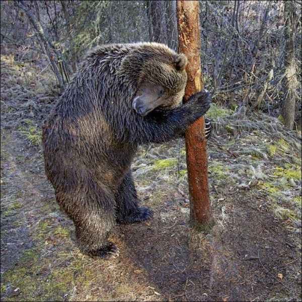 Прикольные картинки (74 фото)