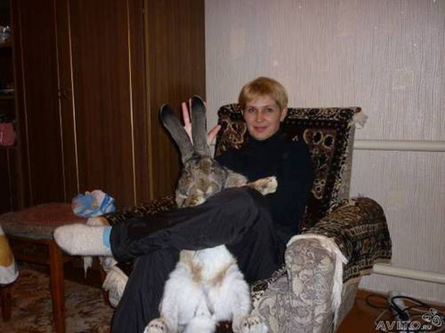 Привет из России (49 фото)