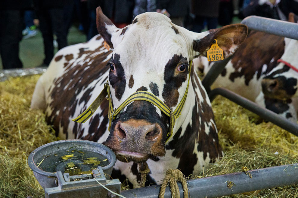Международный сельскохозяйственный салон в Париже
