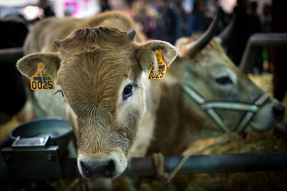 Международный сельскохозяйственный салон в Париже