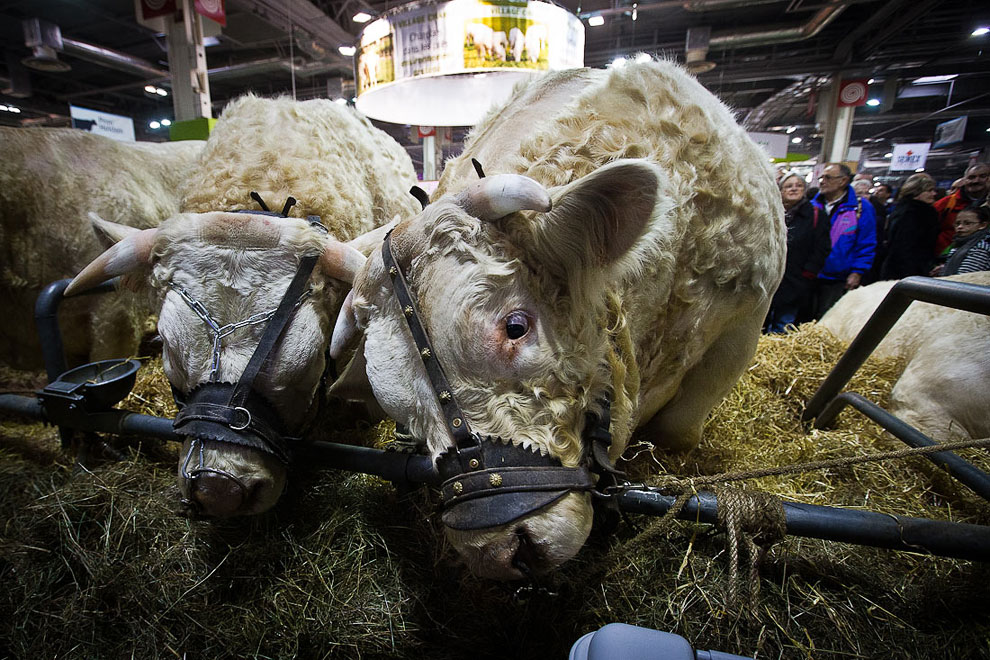Международный сельскохозяйственный салон в Париже