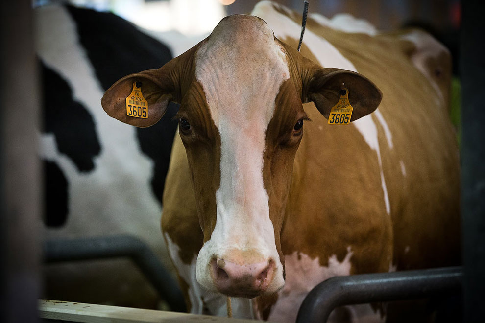 Международный сельскохозяйственный салон в Париже