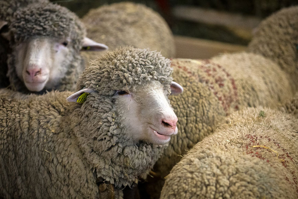 Международный сельскохозяйственный салон в Париже