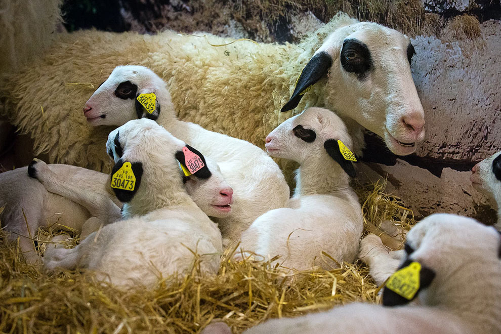 Международный сельскохозяйственный салон в Париже
