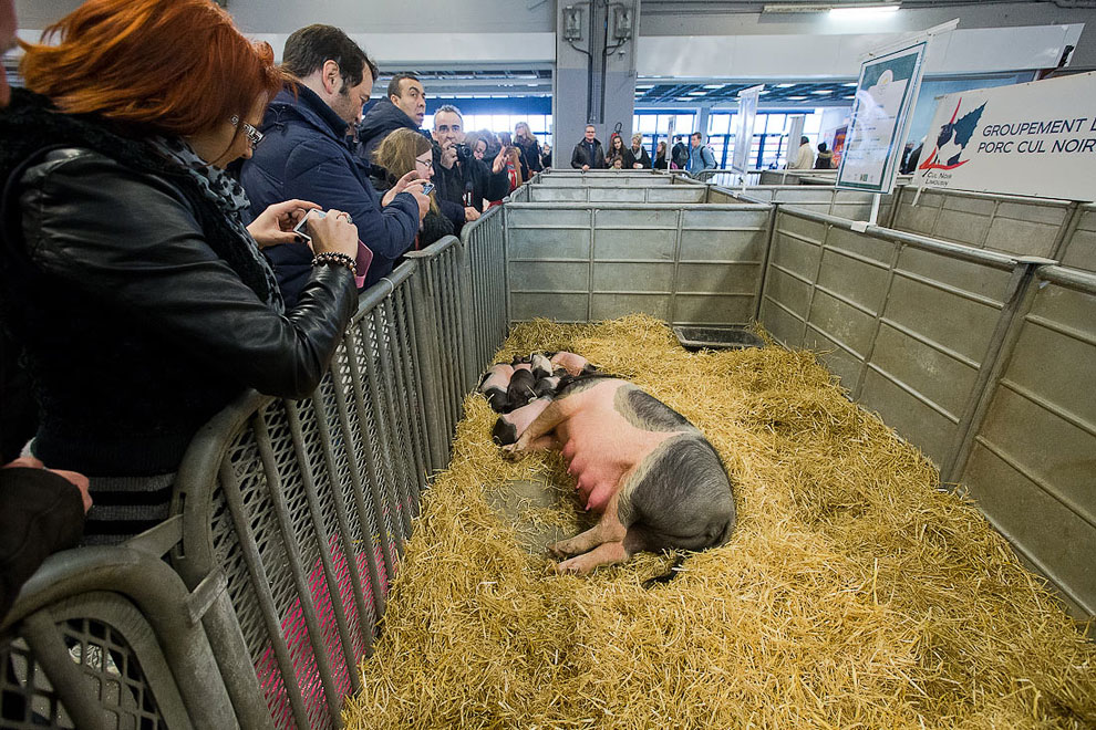 Международный сельскохозяйственный салон в Париже
