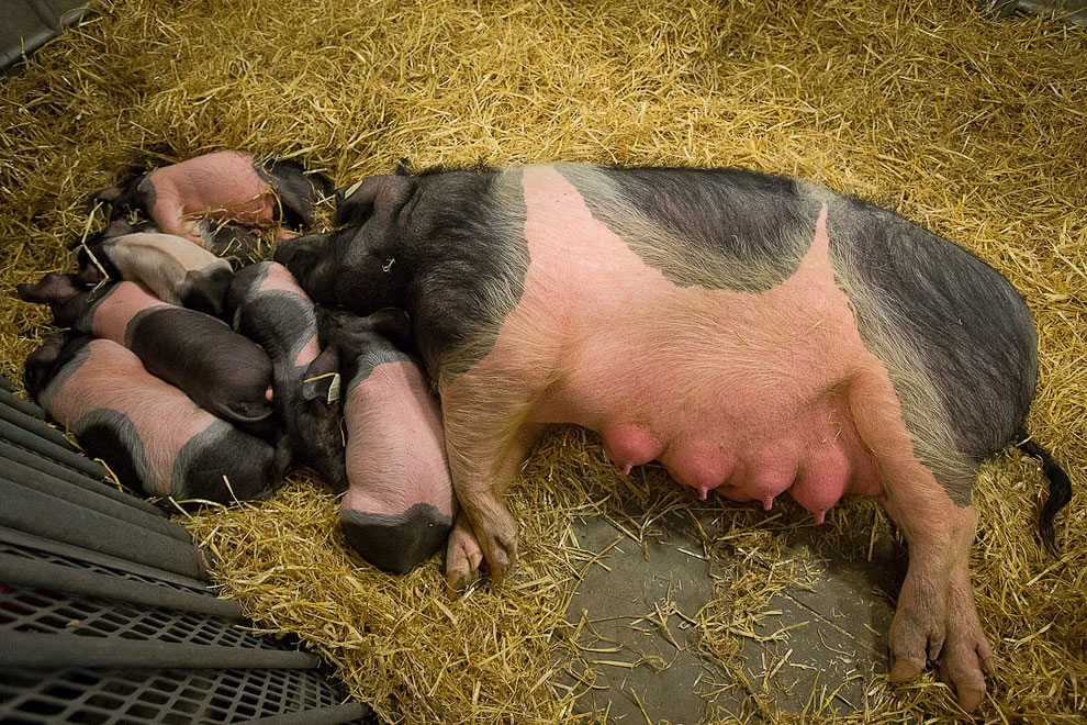 Международный сельскохозяйственный салон в Париже