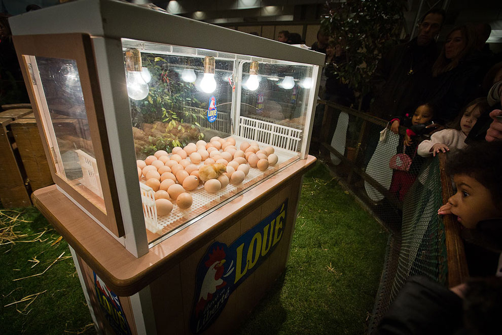 Международный сельскохозяйственный салон в Париже