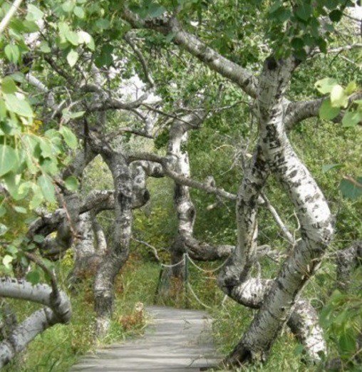 Странные и необычные достопримечательности Канады