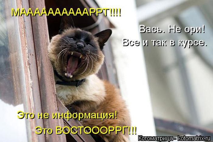 Лучшие котоматрицы недели