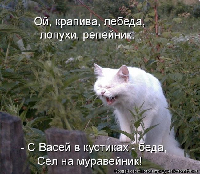 Лучшие котоматрицы недели