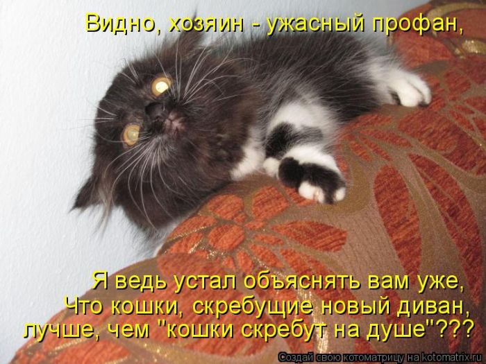 Лучшие котоматрицы недели