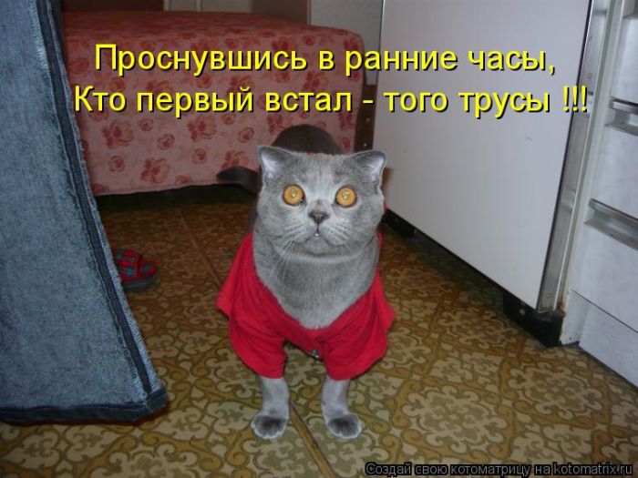 Лучшие котоматрицы недели