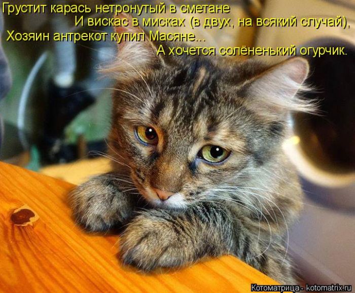 Лучшие котоматрицы недели