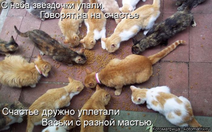 Лучшие котоматрицы недели