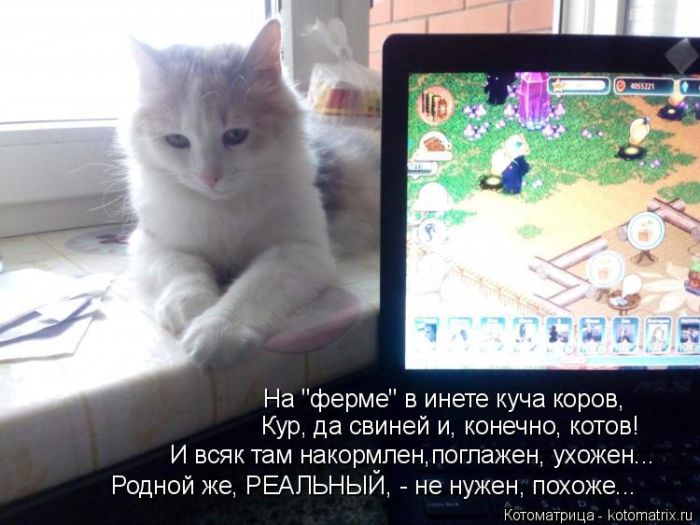 Лучшие котоматрицы недели