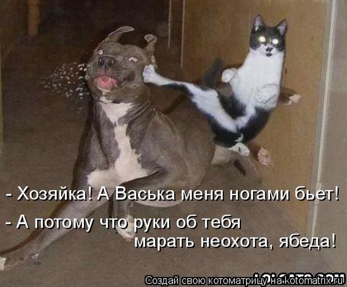 Лучшие котоматрицы недели