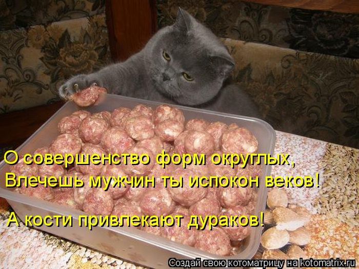 Лучшие котоматрицы недели