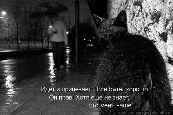 Лучшие котоматрицы недели