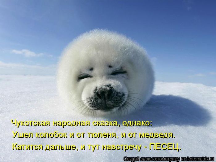 Лучшие котоматрицы недели