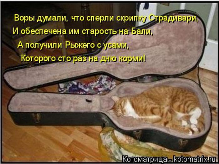 Лучшие котоматрицы недели