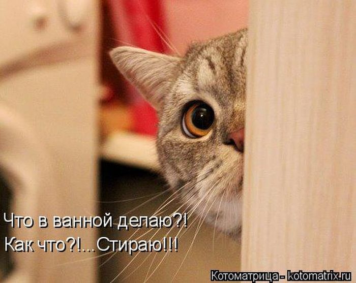 Лучшие котоматрицы недели