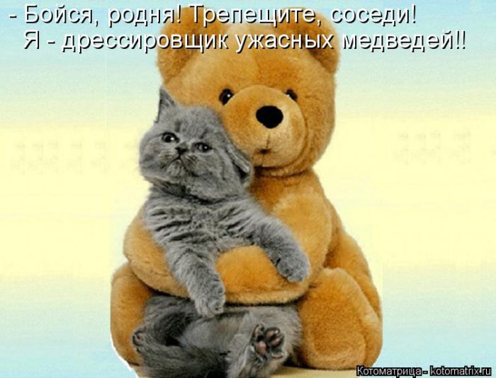 Лучшие котоматрицы недели