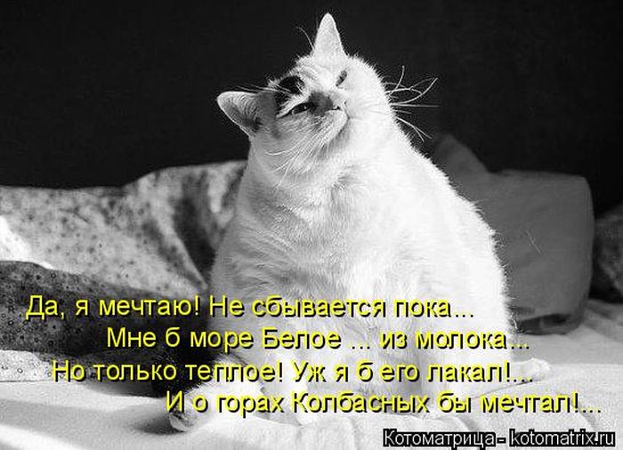 Лучшие котоматрицы недели