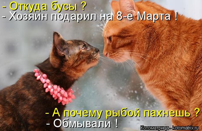 Лучшие котоматрицы недели