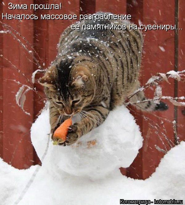 Лучшие котоматрицы недели