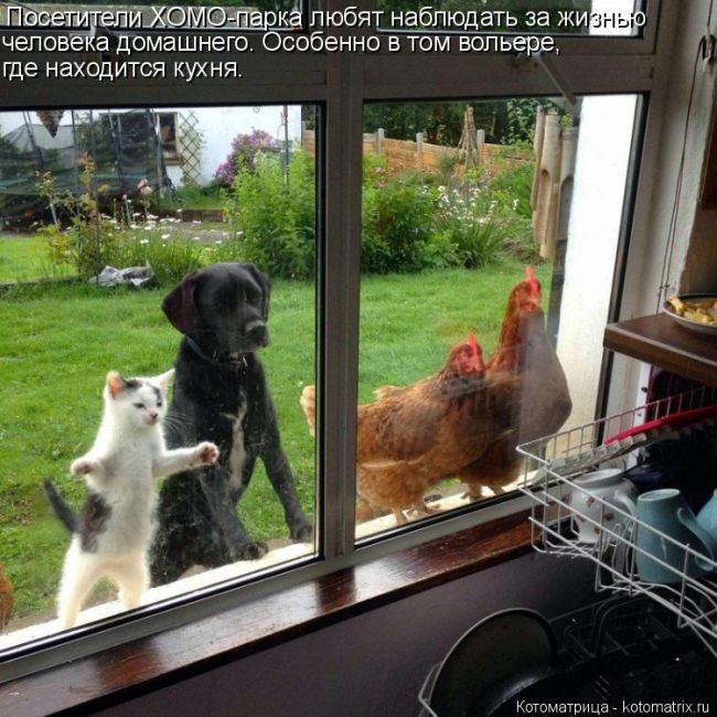 Лучшие котоматрицы недели