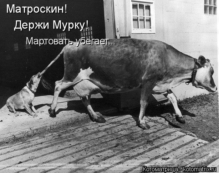 Лучшие котоматрицы недели