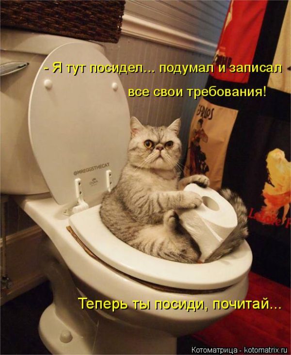 Лучшие котоматрицы недели