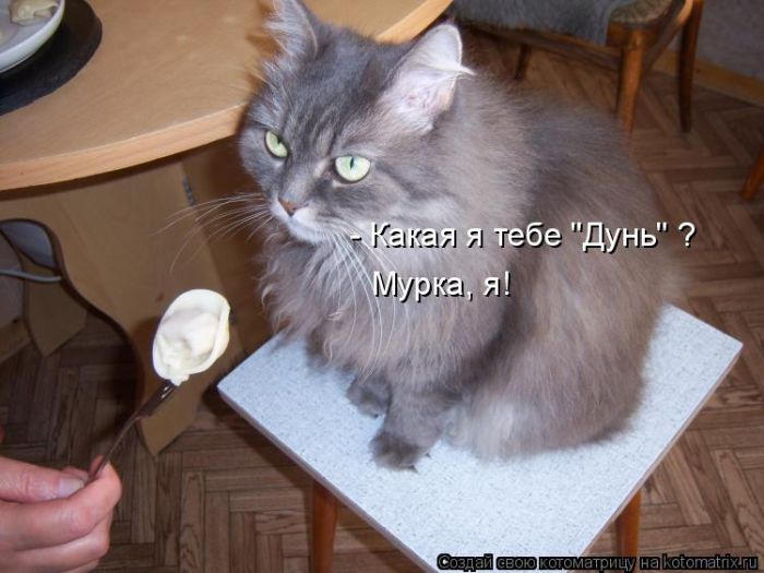 Лучшие котоматрицы недели