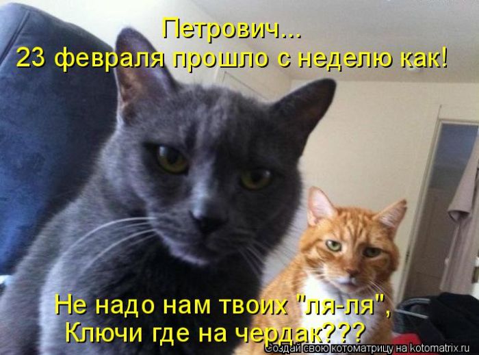 Лучшие котоматрицы недели