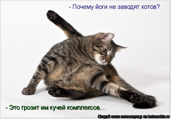 Лучшие котоматрицы недели