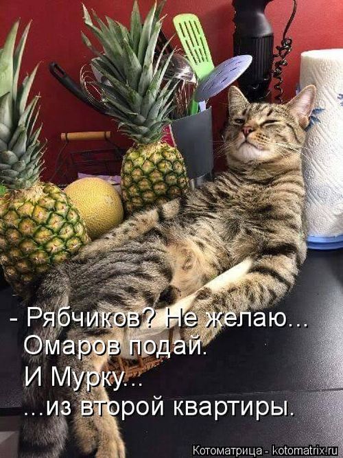 Лучшие котоматрицы недели