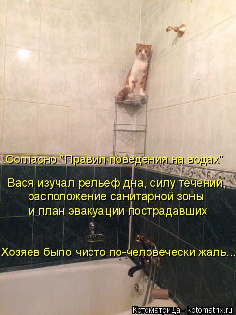 Лучшие котоматрицы недели