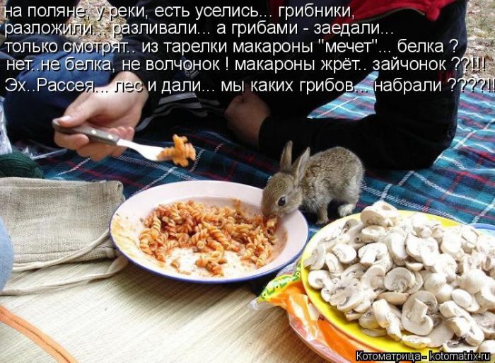 Лучшие котоматрицы недели