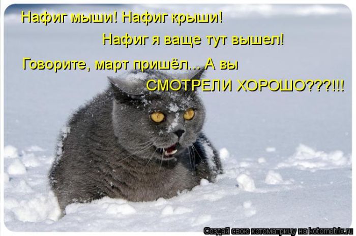 Лучшие котоматрицы недели